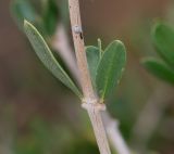 Image of taxon representative. Author is Татьяна Мальчинская