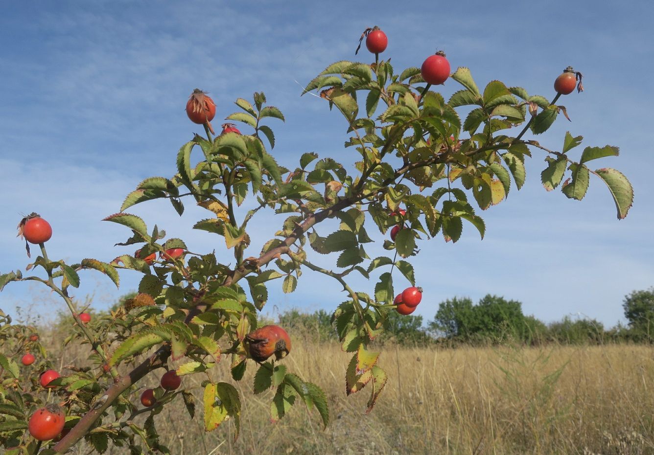 Изображение особи род Rosa.
