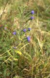 Echium vulgare