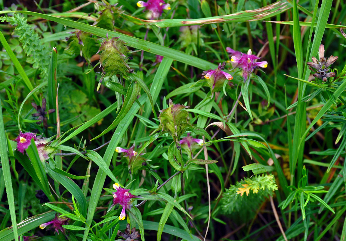 Изображение особи Melampyrum cristatum.