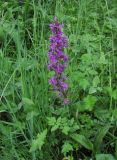 Dactylorhiza urvilleana