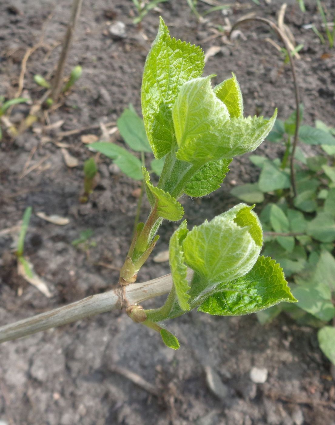 Image of Hydrangea arborescens specimen.
