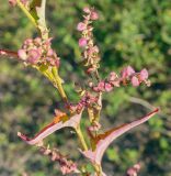 Atriplex sagittata. Верхушка плодоносящего побега. Пермский край, г. Пермь, Кировский р-н, дно выработанного песчаного карьера. 19.09.2019.