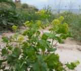 Lepidium perfoliatum