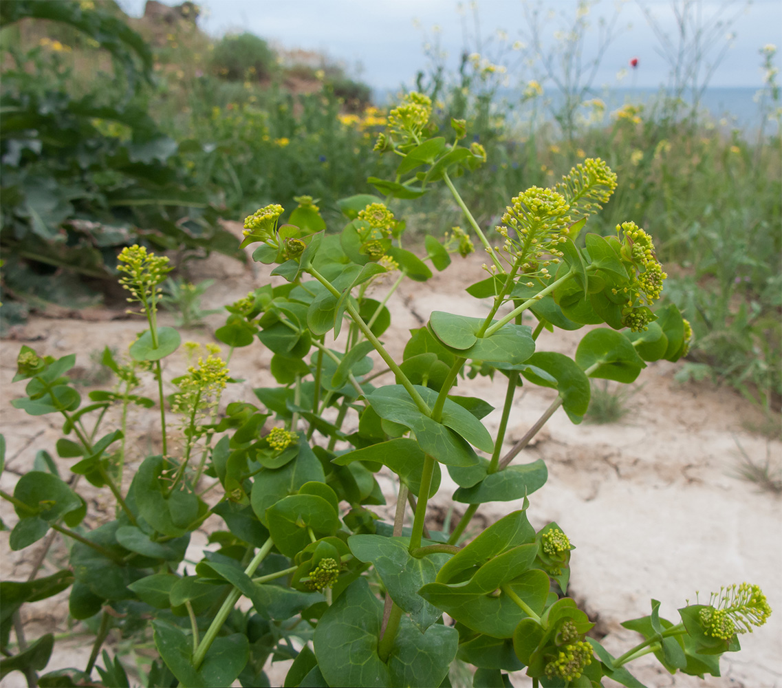 Изображение особи Lepidium perfoliatum.