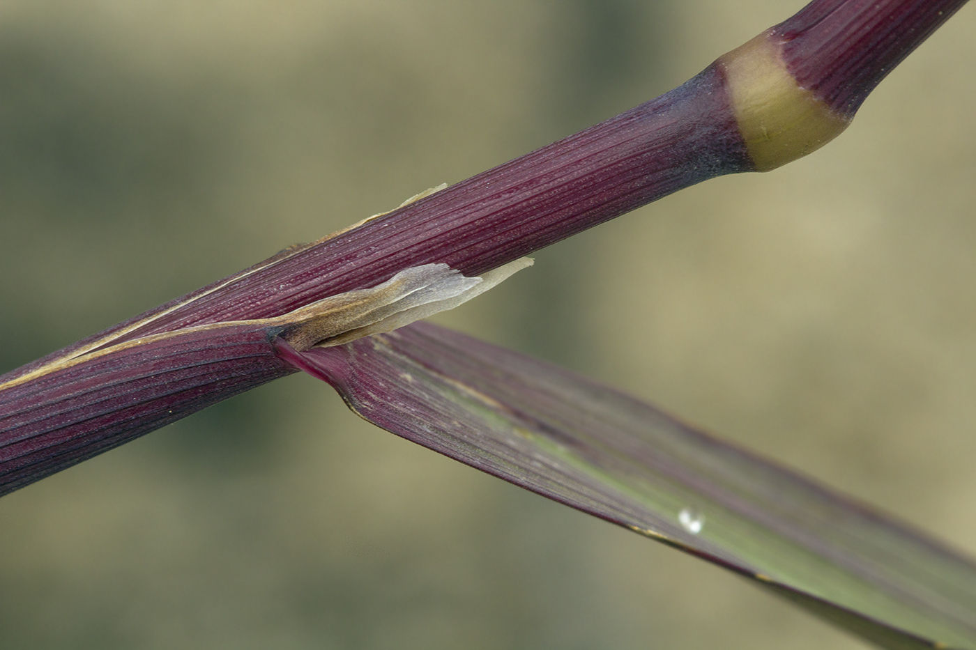 Изображение особи род Calamagrostis.