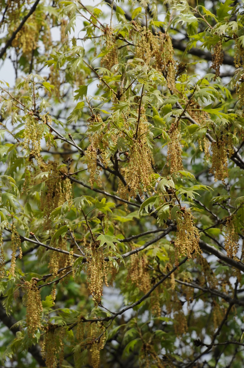 Изображение особи Quercus kelloggii.