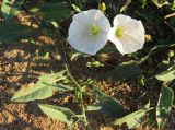 Convolvulus arvensis