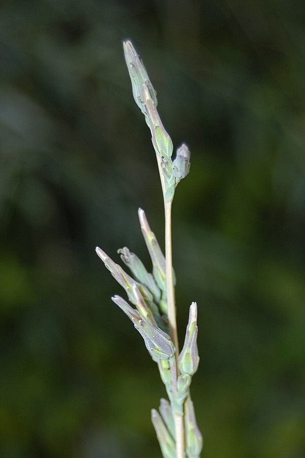 Image of Lactuca saligna specimen.