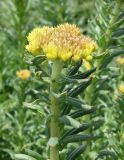 Rhodiola litwinowii. Верхушка плодоносящего растения. Кыргызстан, Чуйская обл., Жайылский р-н, долина р. Кара-Балта. 24.05.2019.