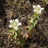 Gentiana gelida