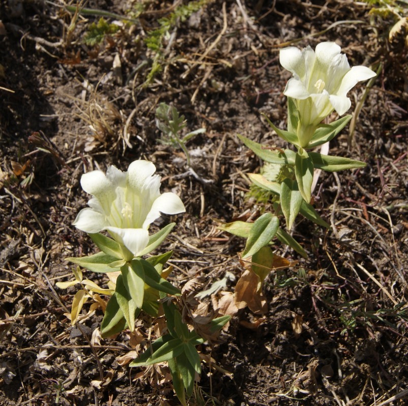 Image of Gentiana gelida specimen.