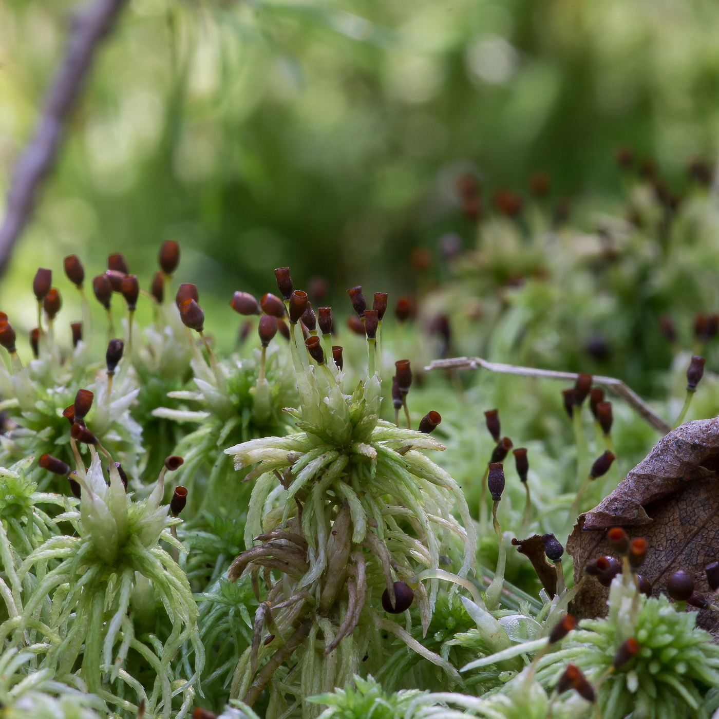 Изображение особи род Sphagnum.