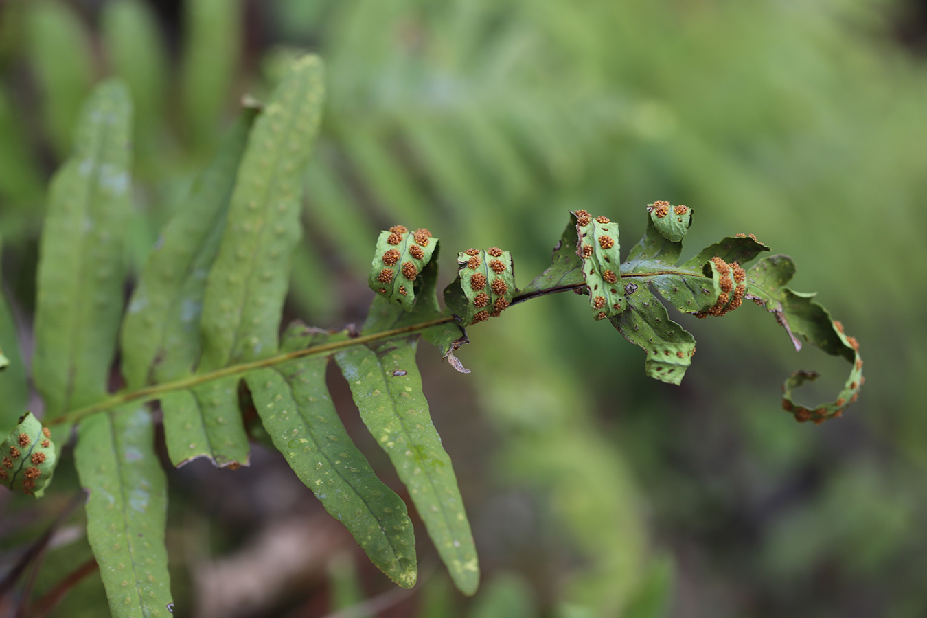 Изображение особи Polypodium vulgare.