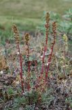 Artemisia borealis