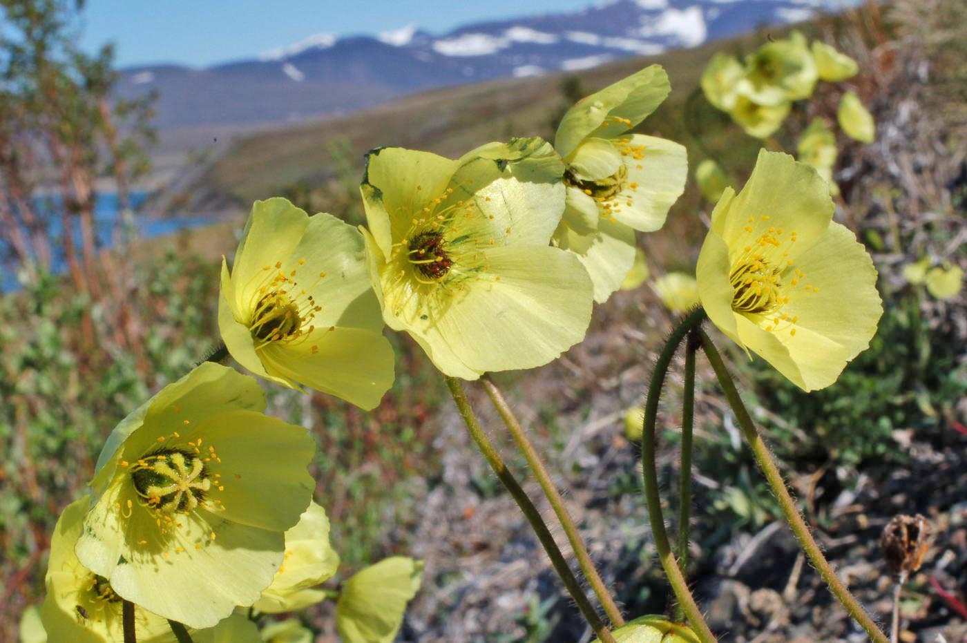 Image of Papaver lapponicum specimen.