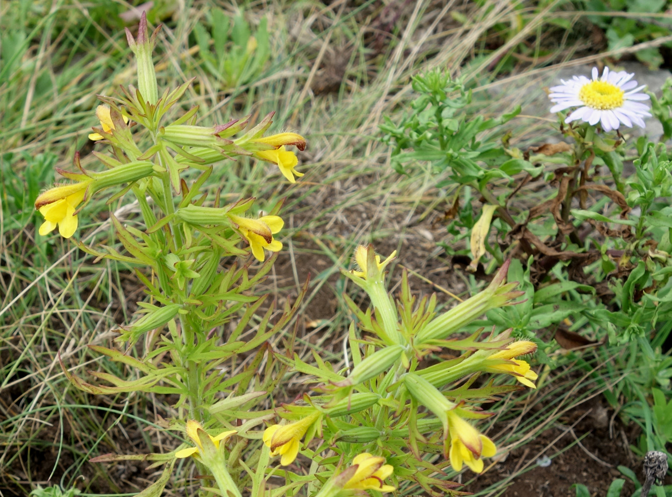 Изображение особи Siphonostegia chinensis.