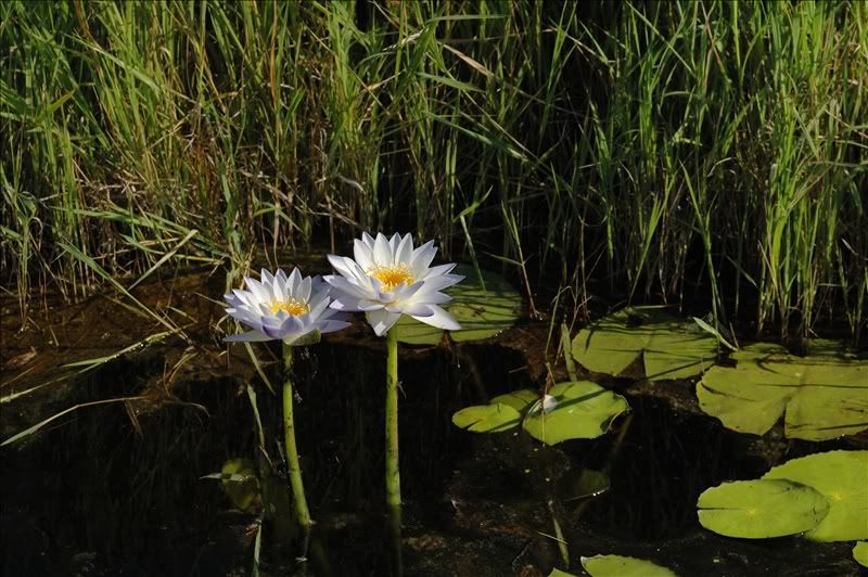 Image of Nymphaea lotus specimen.