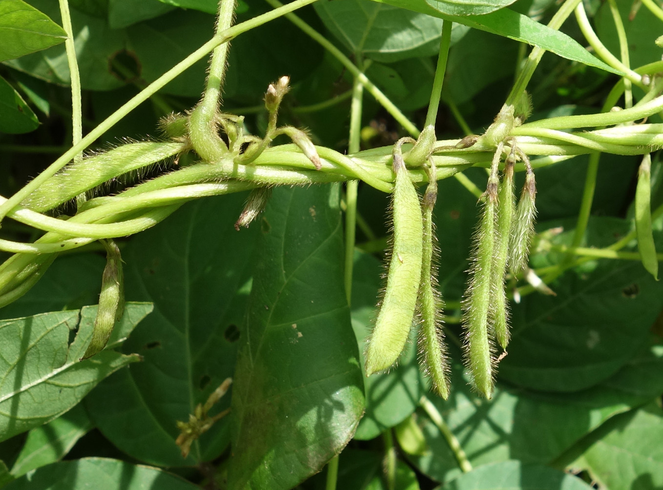 Image of Glycine soja specimen.