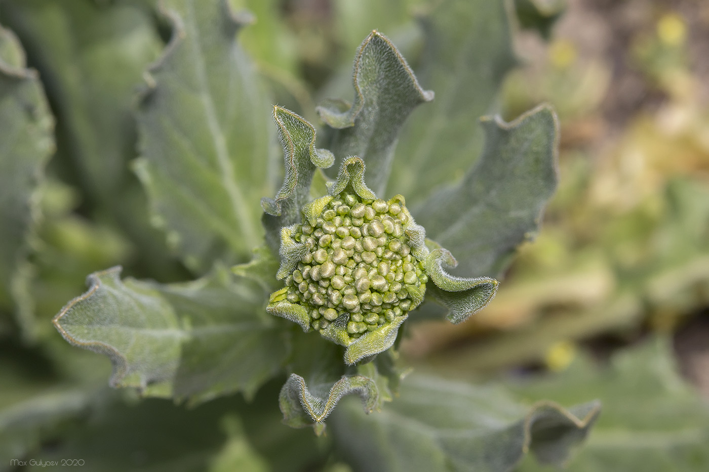 Image of Cardaria draba specimen.