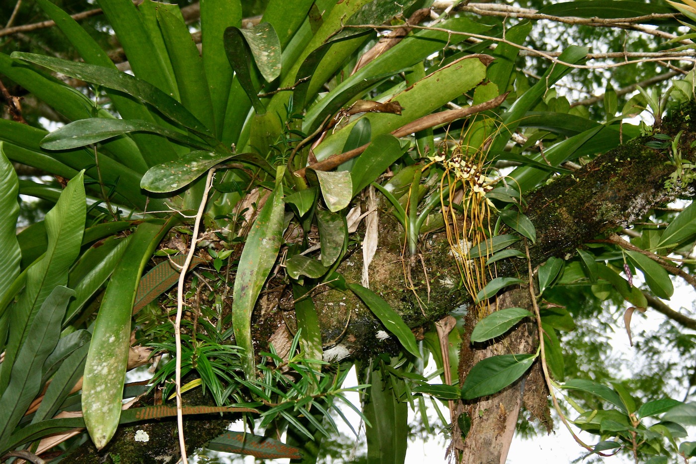 Image of Brassia arcuigera specimen.