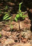 Arisaema peninsulae