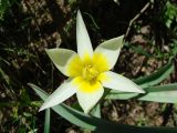 Tulipa turkestanica. Цветок. Узбекистан, Зеравшанский хр., около 1 км к западу от перевала Тахта-Карача, около 1800 м н.у.м., на мелкоземе в тени под Juniperus seravschanica. 21.04.2015.
