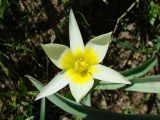 Tulipa turkestanica