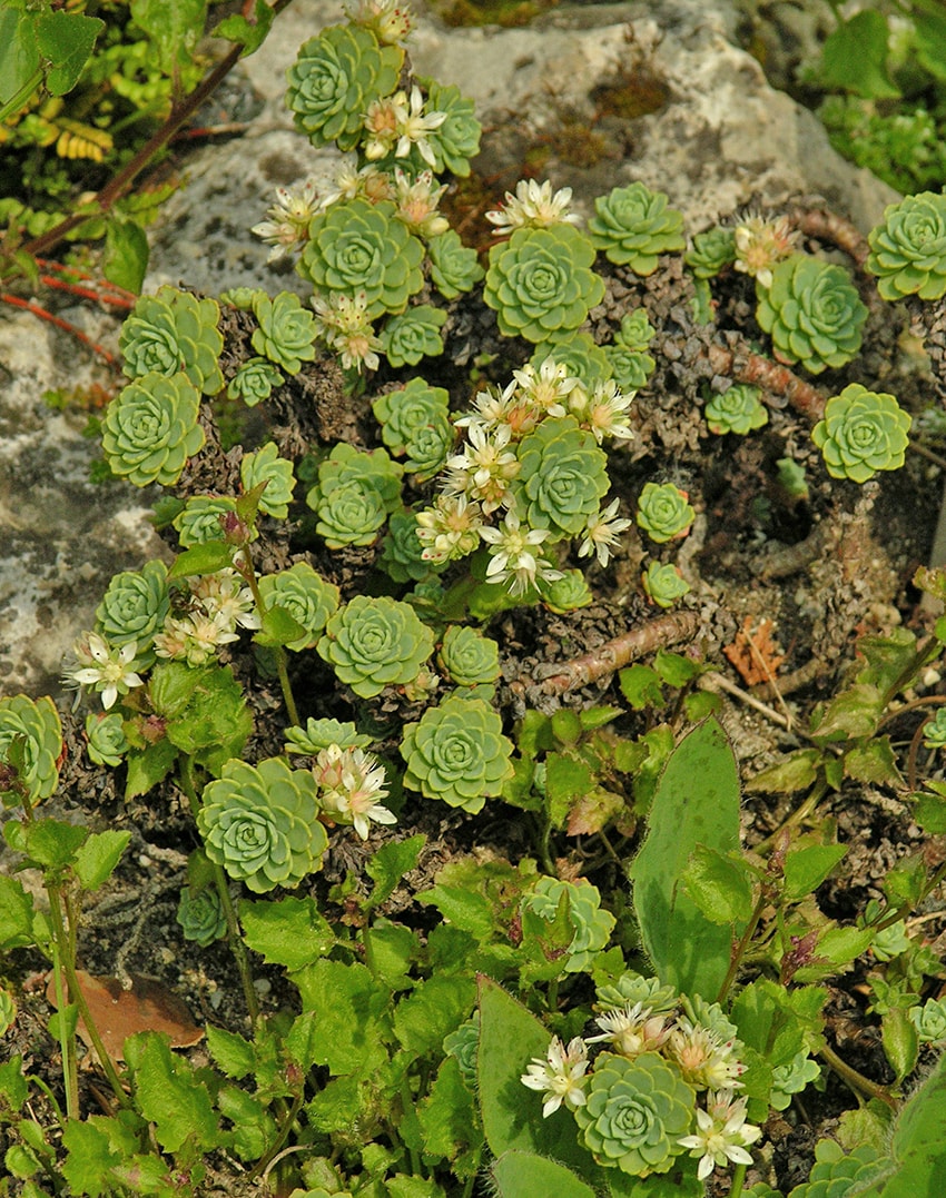 Изображение особи Rhodiola pachyclados.