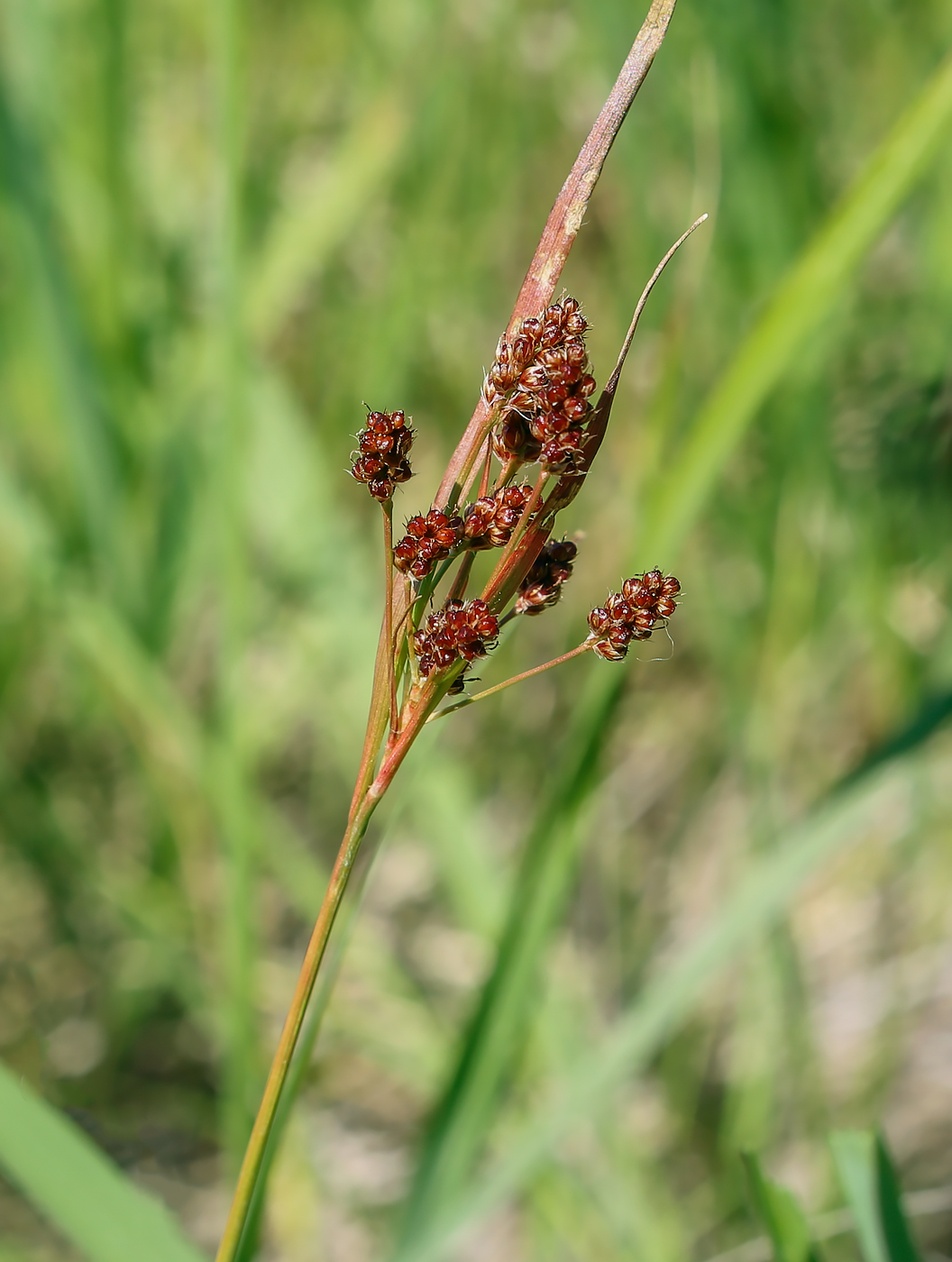 Image of Luzula pallescens specimen.