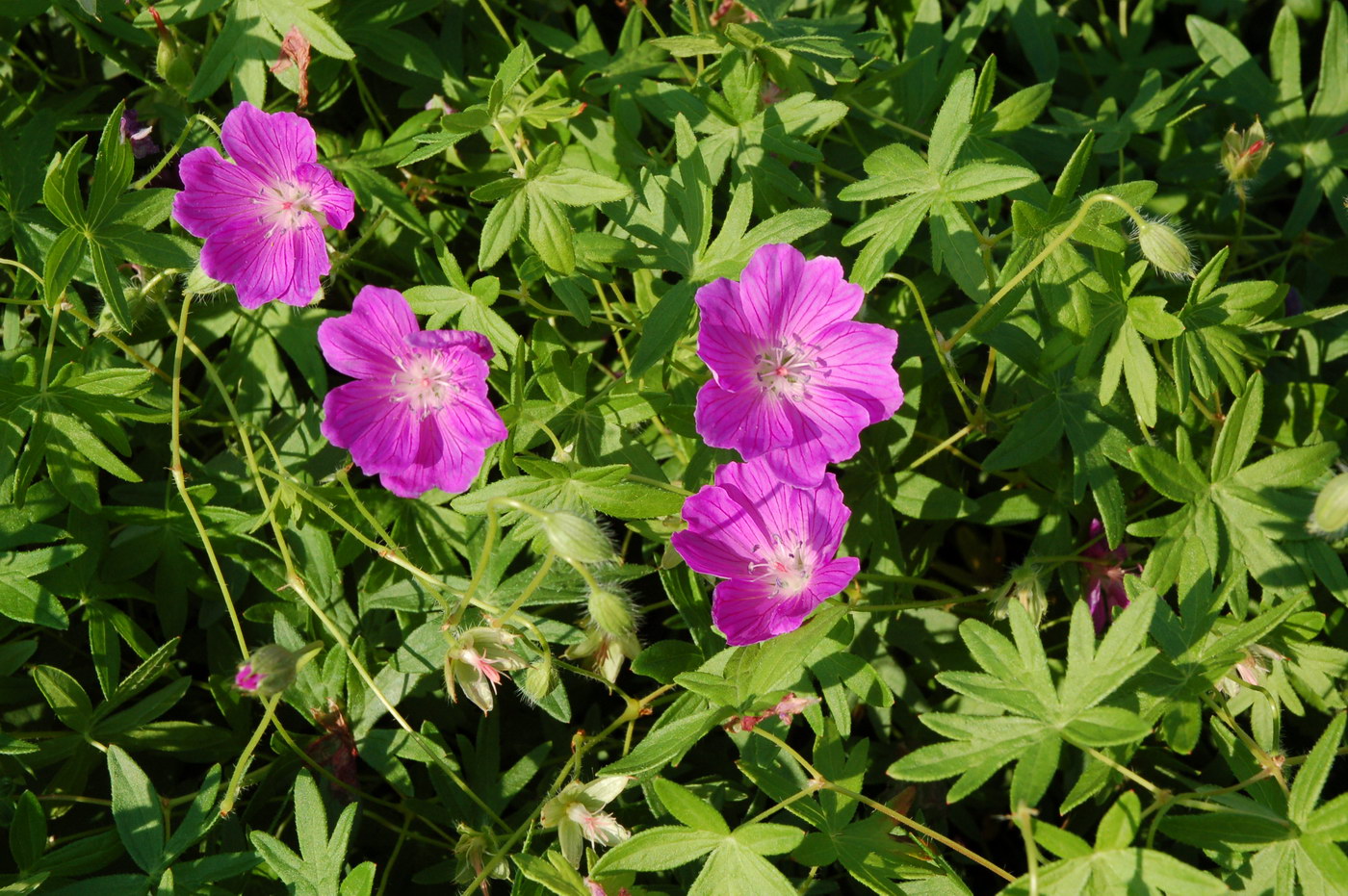 Изображение особи Geranium sanguineum.