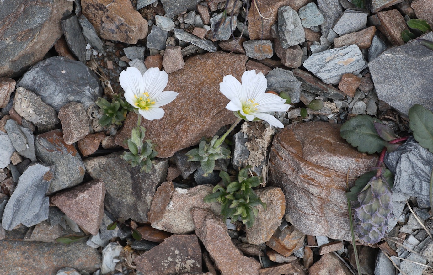 Image of Cerastium lithospermifolium specimen.