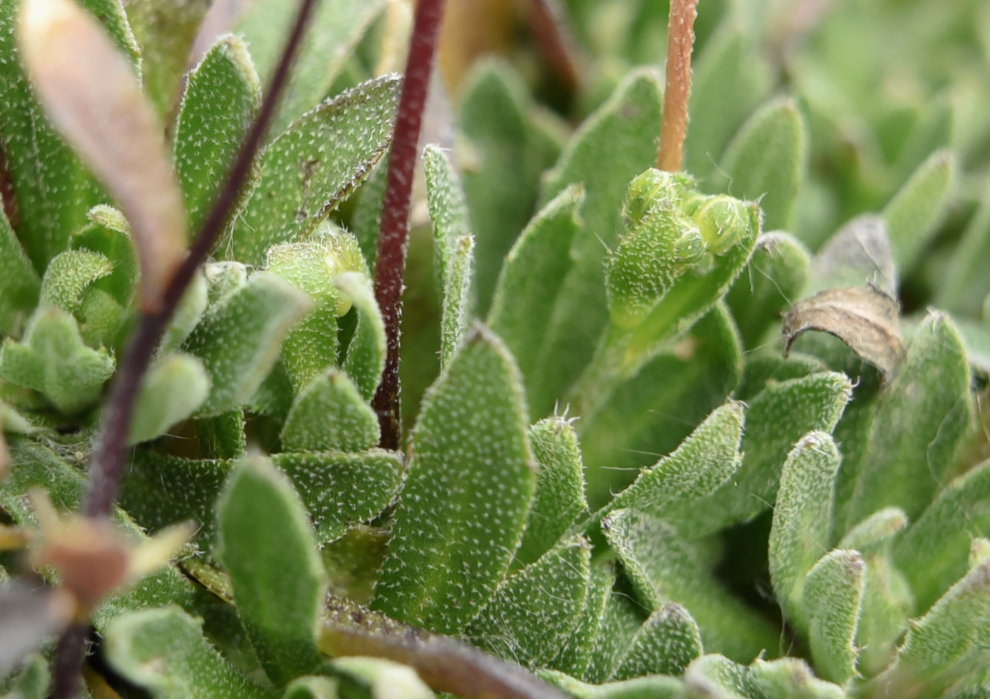 Image of Draba hirta specimen.