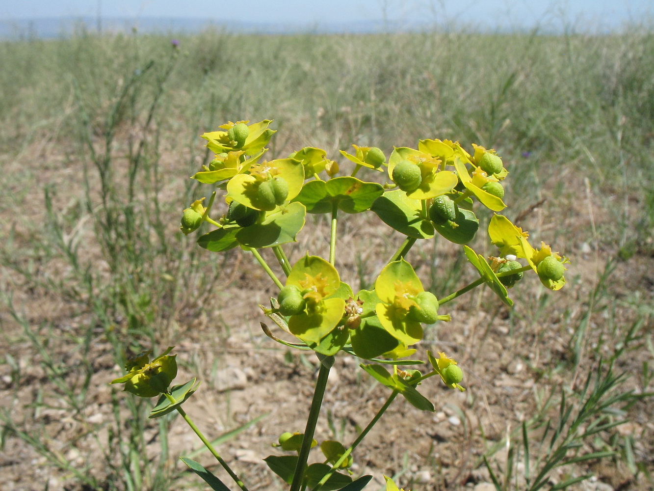 Image of Euphorbia jaxartica specimen.