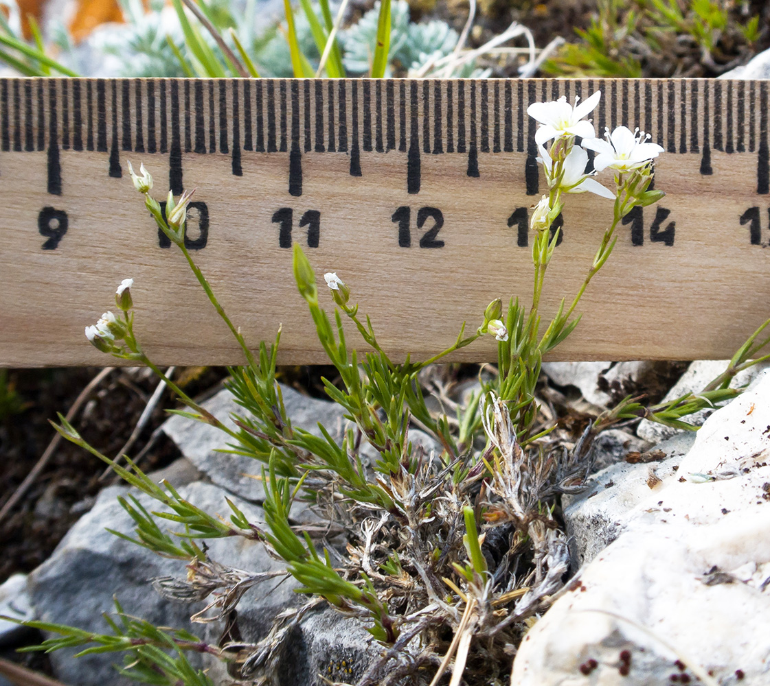 Image of Minuartia buschiana specimen.