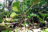 Pyrola media