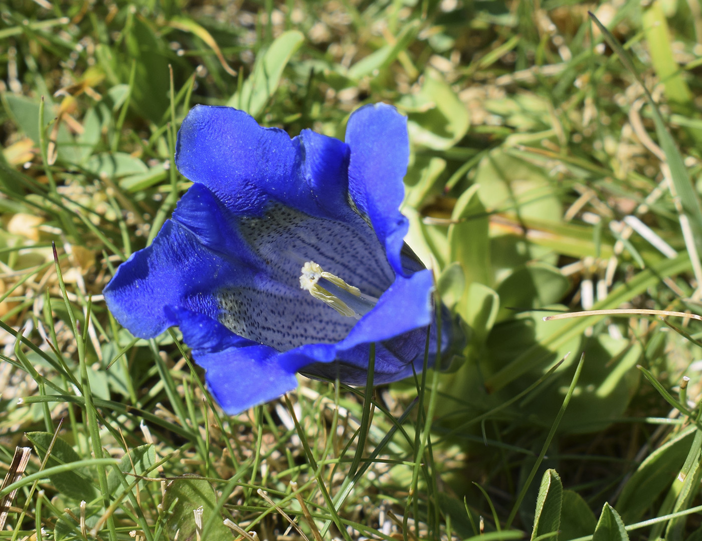 Image of Gentiana alpina specimen.