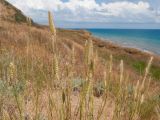 Agropyron pectinatum. Верхушки побегов с соплодиями. Краснодарский край, Темрюкский р-н, мыс Железный Рог, остепнённый приморский склон. 20.06.2015.