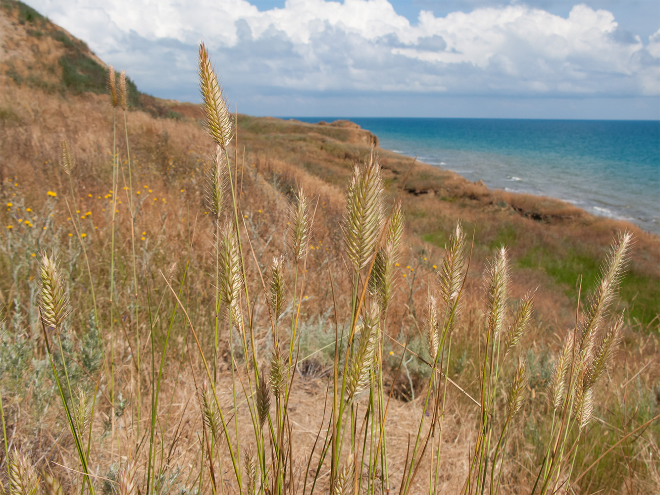 Изображение особи Agropyron pectinatum.