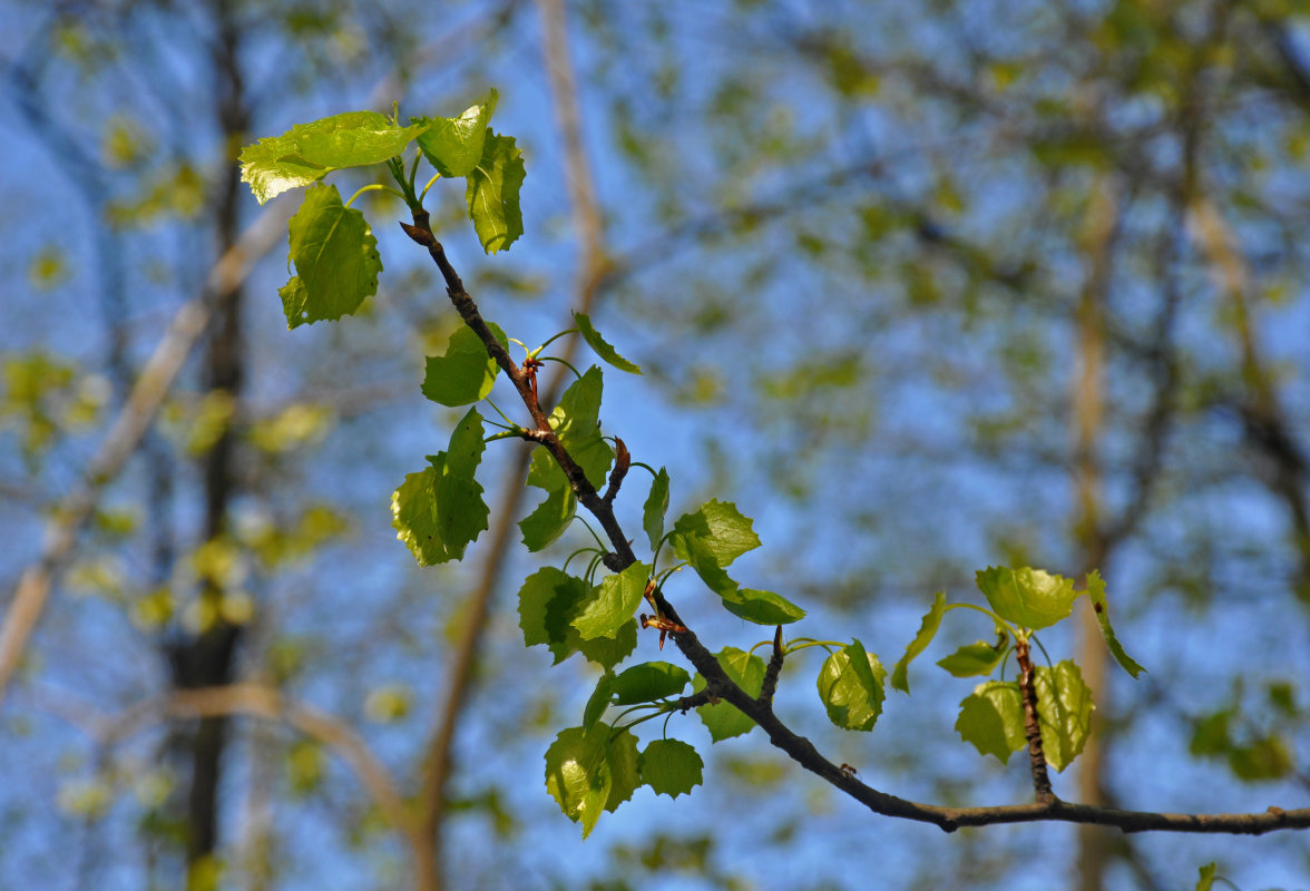 Изображение особи Populus tremula.