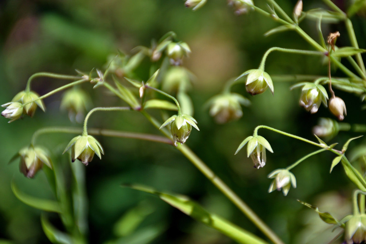 Image of Stellaria holostea specimen.