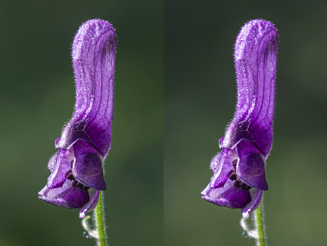 Изображение особи Aconitum septentrionale.