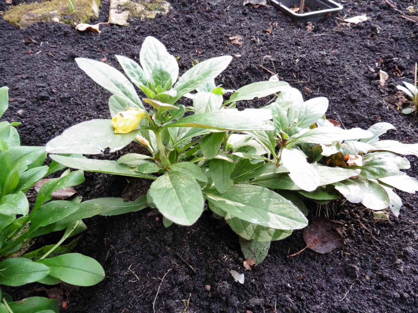 Image of genus Oenothera specimen.