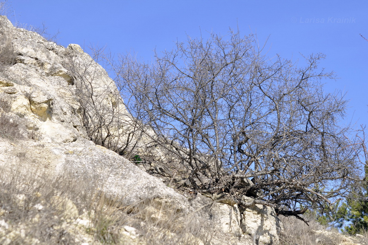 Image of Rhamnus cathartica specimen.