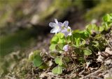 Oxalis acetosella. Цветущее растение. Ленинградская обл., Кингисеппский р-н, окр. дер. Урмизно, побережье Финского залива, смешаный лес. 09.05.2020.