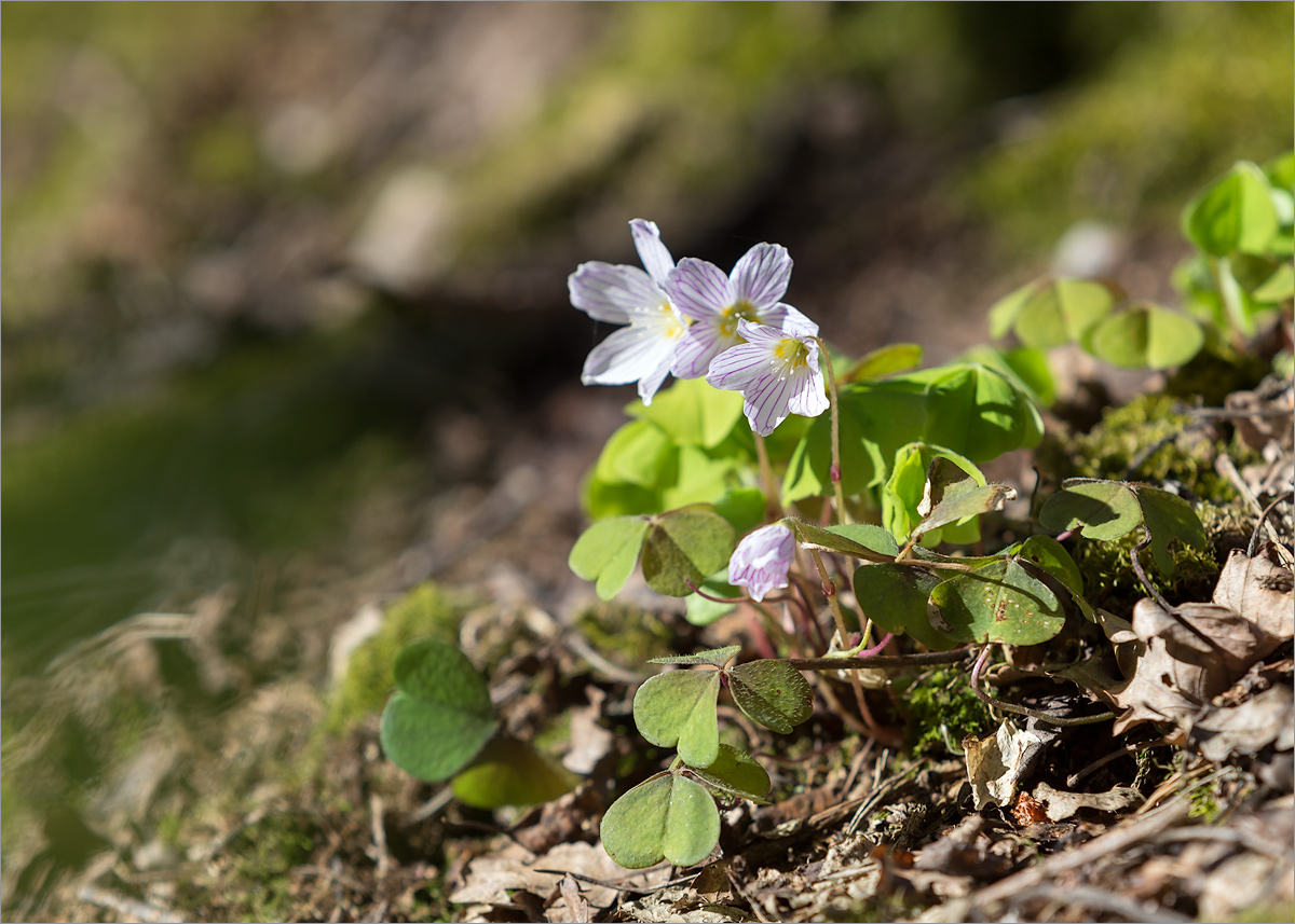 Изображение особи Oxalis acetosella.