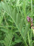 Onobrychis biebersteinii