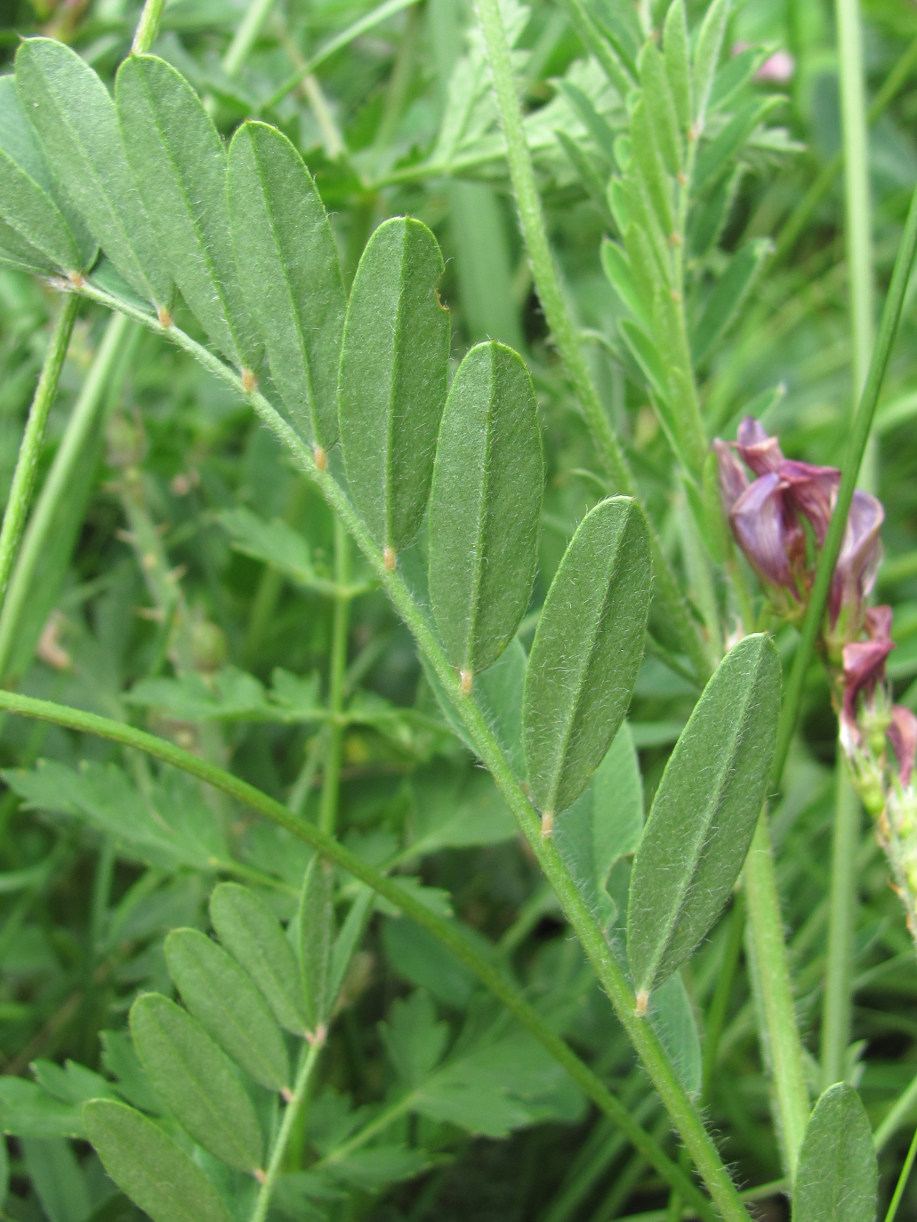 Изображение особи Onobrychis biebersteinii.