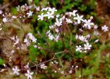 Gypsophila pacifica. Часть соцветия. Приморский край, Ольгинский р-н, 6 км Ю-В с. Милоградово, бух. Красная Скала. 12.08.2009.
