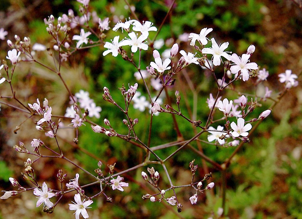 Изображение особи Gypsophila pacifica.